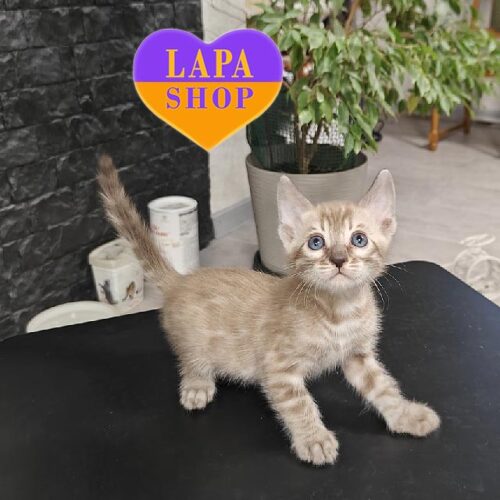 Бенгальский красавчик Baxter