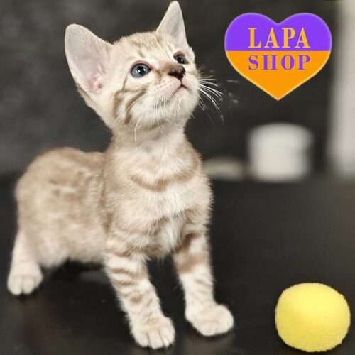 Betsy — невероятная бенгальская кошечка с роскошным окрасом