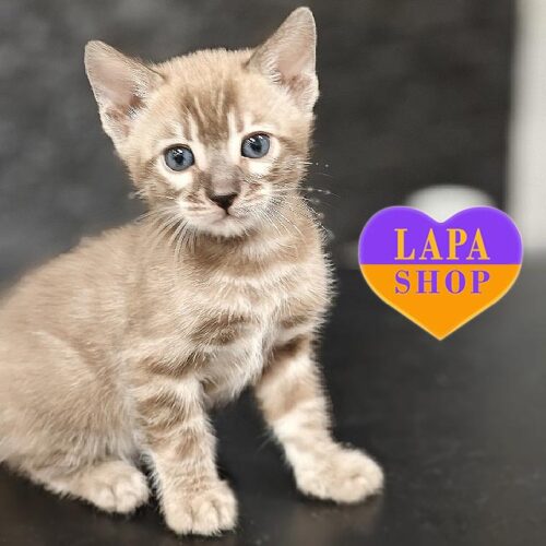 Boss — грациозный бенгальский котик с уникальным окрасом угольный минк