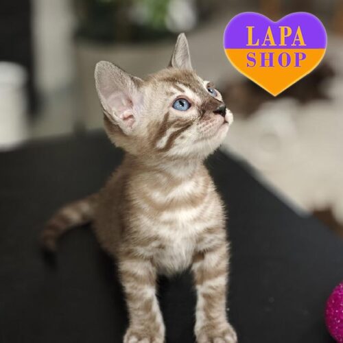 Милая бенгальская кошечка нежного окраса Brie