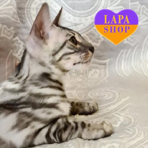 Diesel — бенгальський красунчик із розкішним сріблястим забарвленням