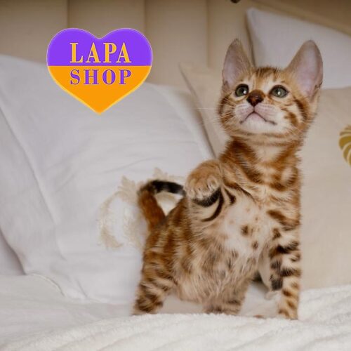 Iris — бенгальская красавица в роскошной золотой шубке