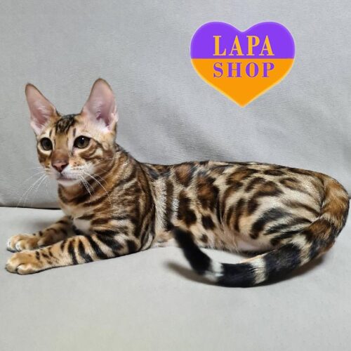 Граційне бенгальське кошеня золотого забарвлення Sam