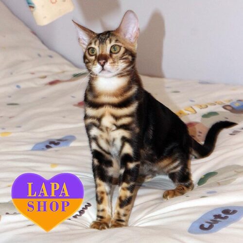 Розкішний бенгальський котик Simba —  ваш майбутній улюбленець