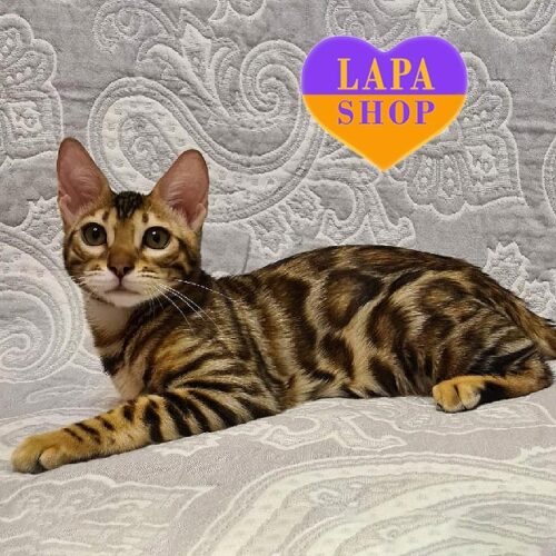 Sophie — бенгальська красуня в розкішній золотій шубці