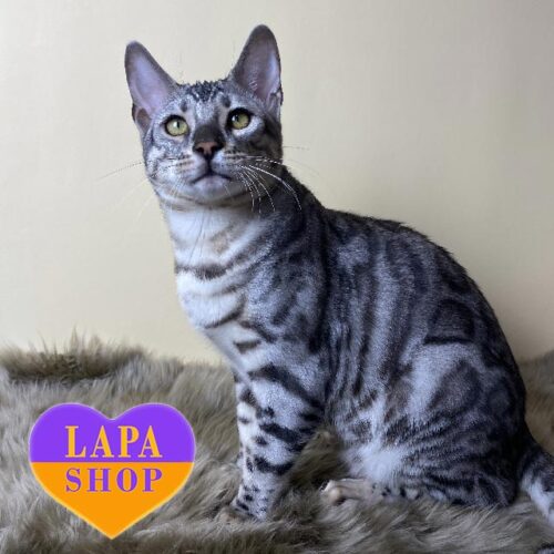 Uiliam – настоящий бенгальский "леопард" с роскошной серебристой шубкой