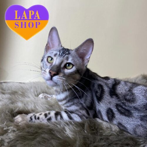 Бенгальская красавица роскошного серебристого окраса Ultra — в разведение