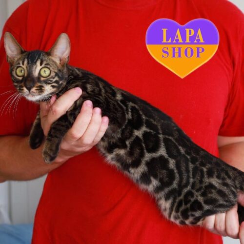 Zorro — бенгальский красавчик в роскошной шубке