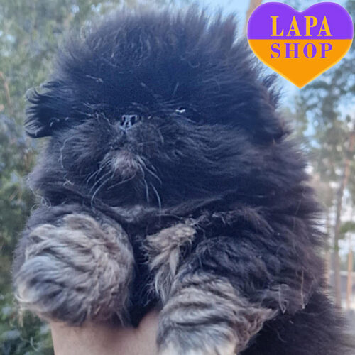 Бетти – очаровательная леди породы пекинес ждет семью