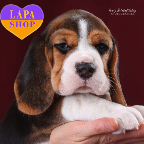 Bird of Prey — очаровательная девочка породы бигль триколорной окраски