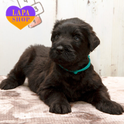 Birjuza — мила дівчинка породи російський чорний тер'єр