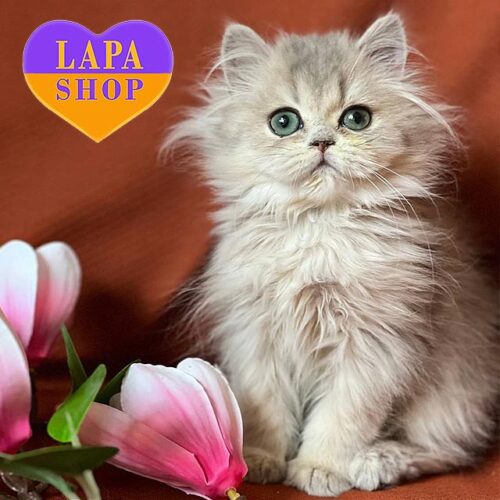 Британская длинношерстная красавица в роскошной голубо-золотой шубке