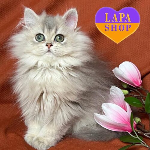 Очаровательный британский длинношерстный котенок нежного окраса