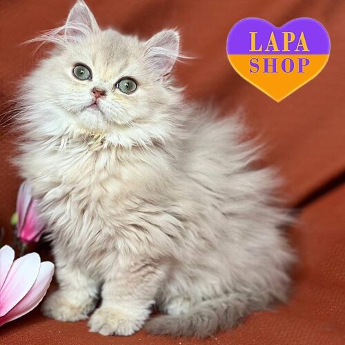 Cute British Lilac Golden Kitten