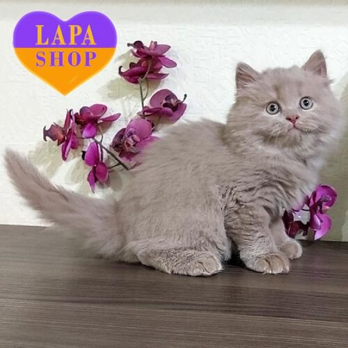 Dale is a British Longhair Handsome Kitten in a Delicate Fawn Color