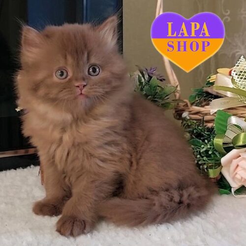 Вишукана довгошерста британська кішка забарвлення цинамон Dune — в розведення