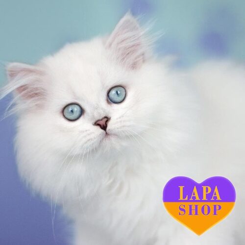 Nice — чарівне британське довгошерсте кошеня із вишуканим сріблястим забарвленням