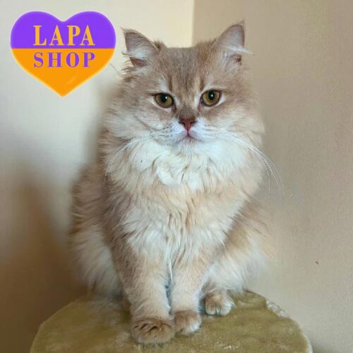 Ralf — британский красавчик в нежной лилово-золотой шубке.