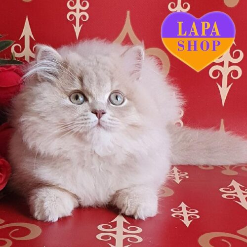British Longhair Handsome Kitten in a Delicate Golden Fawn Color Sapfir — He is Your Future Favorite