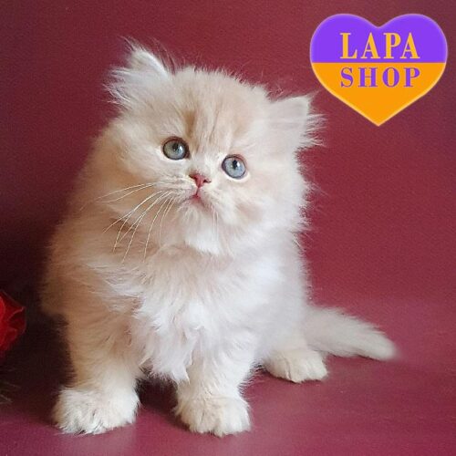 Sonya is an Elegant British Longhair Kitty in a Luxurious Golden Fawn Color