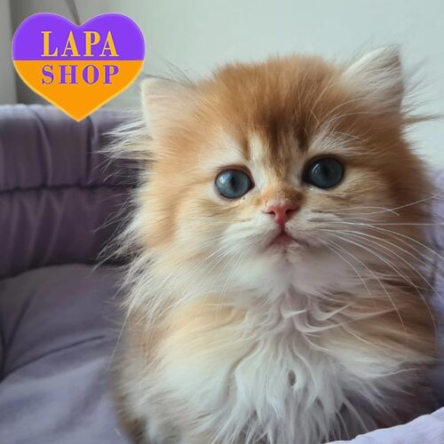 Длинношерстная британская красавица Зимфира