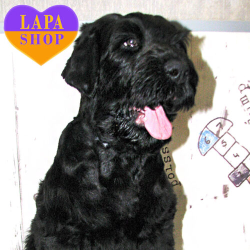 Мила дівчинка породи російський чорний тер'єр Blue Moon