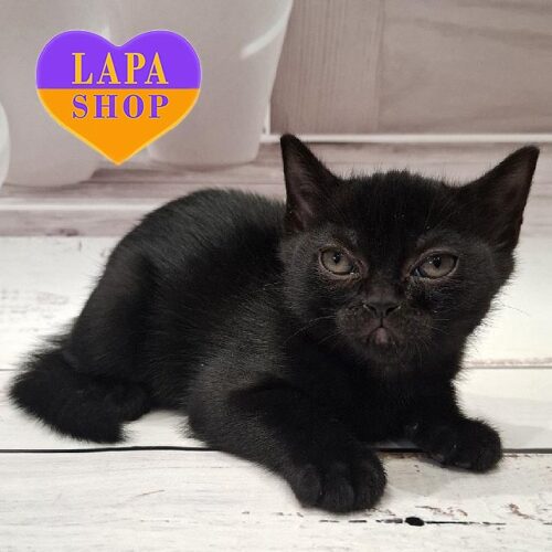 Милый бомбейский котенок в роскошной черной шубке