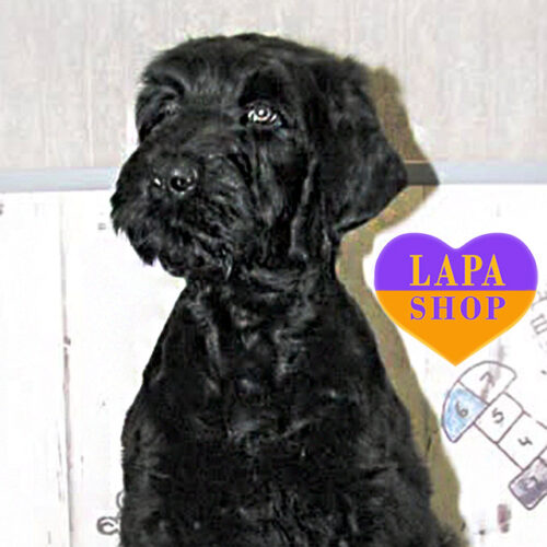 Bora Bora — справжня красуня породи російський чорний тер'єр