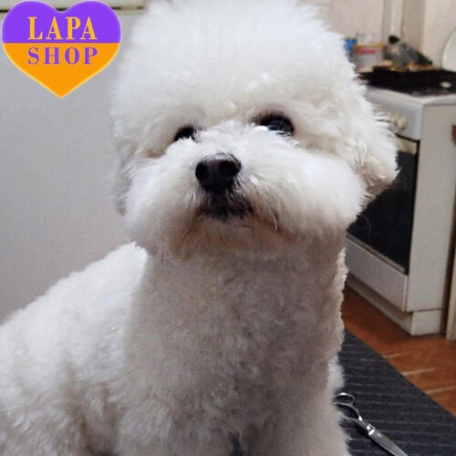 Мальчик белой окраски породы бишон фризе Босс