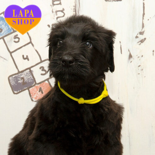 Граційна леді породи російський чорний тер'єр Bossa Nova