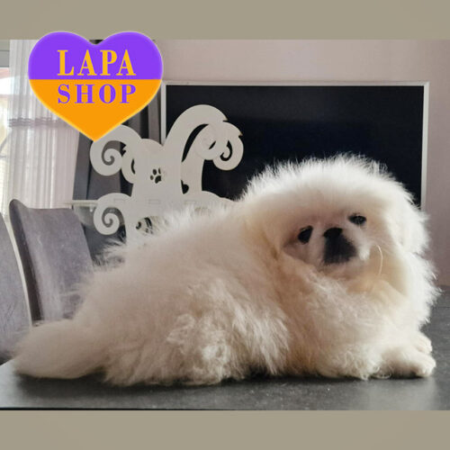 Bounty Barney – белый мальчик породы пекинес