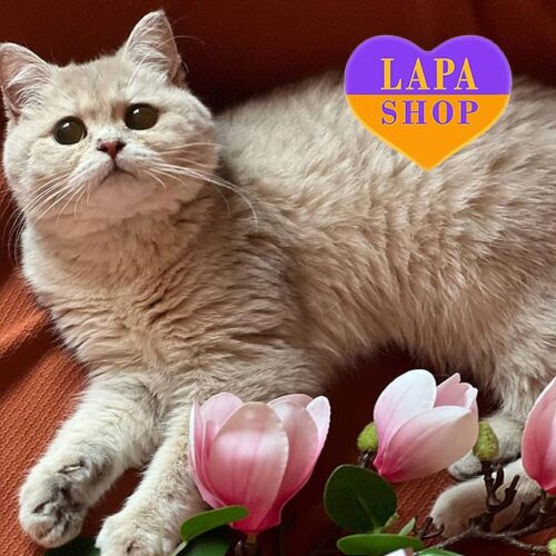 Барбара — милая кошечка нежного голубо-золотого окраса