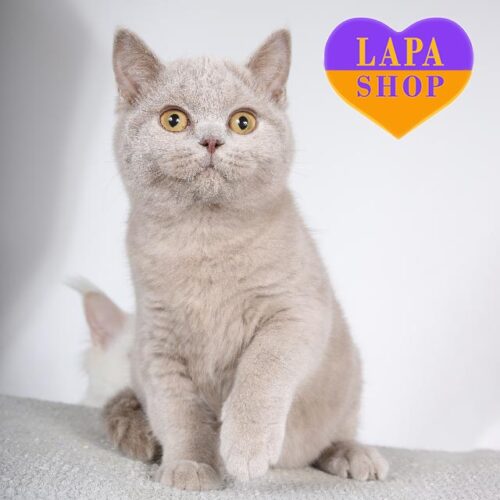 Cherry — милая британская кошечка в лиловой шубке