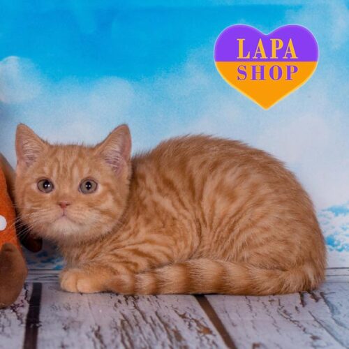 Cute British Kitten in a Spectacular Red Color Dallas