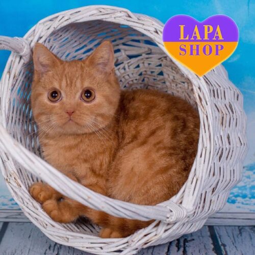 Elvin is a Charming British Kitten in a Bright Red Fur Coat