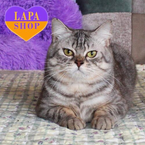 British Silver Spotted Handsome Kitten Gosha