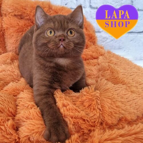 Jasmin — вишукана британська кішка забарвлення цинамон — в розведення