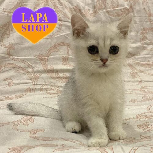 King is a Charming British Silver Kitten