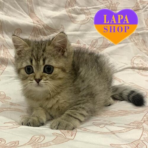 Британский красавчик в пятнисто-золотой шубке Kookie