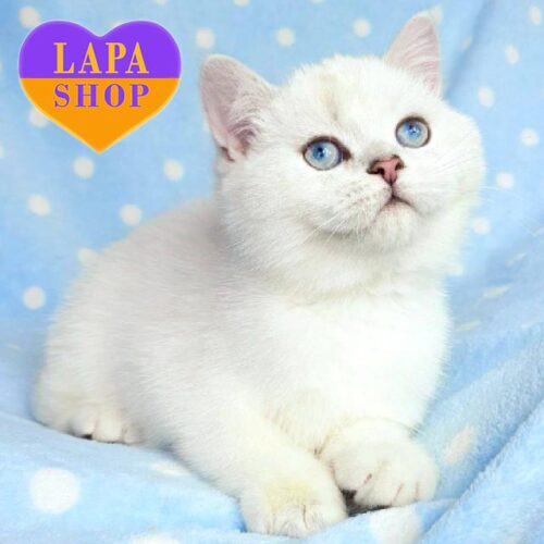 Чарівне британське кошеня в розкішній сріблястій шубці Nicky