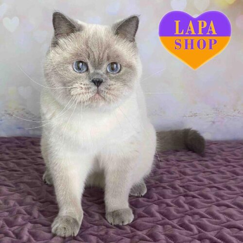 Charming Blue-eyed British Kitty Wanessa — She is Your Future Favorite