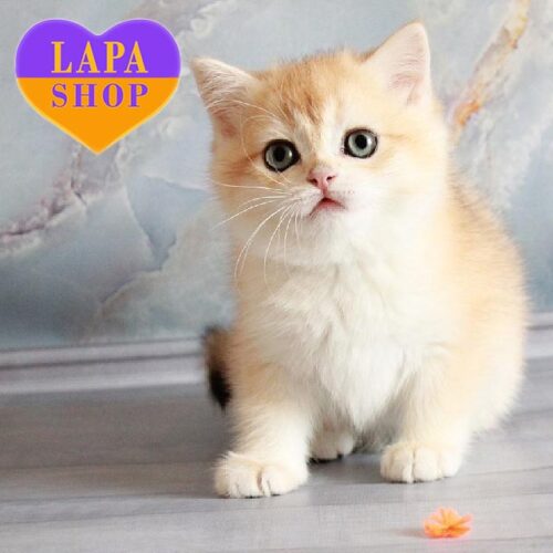 Очаровательный британский котенок в золотой шубке Yan