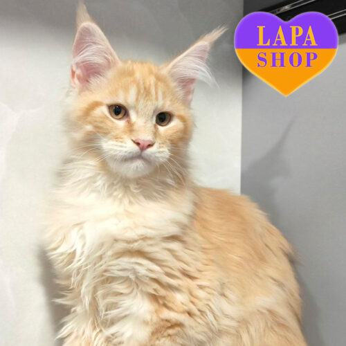 Bruce – настоящий джентельмен породы мейн-кун