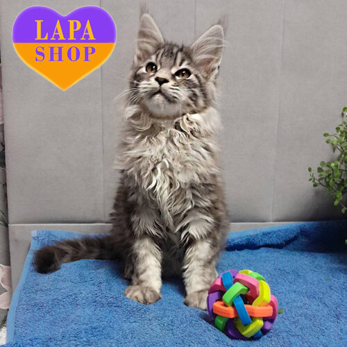 Мраморно-серебристый мальчик породы мейн-кун Bruno