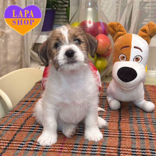 Butchell Alfa Man — Sweet Boy Jack Russell Terrier