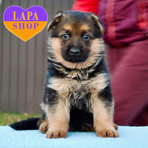 Calista - красивая девочка породы немецкая овчарка стандарт