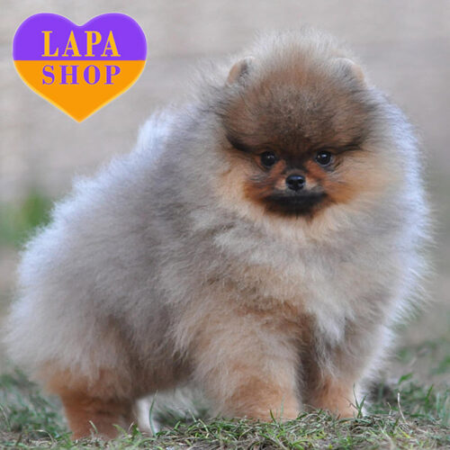 Cent Silver — Cute Pomeranian Boy