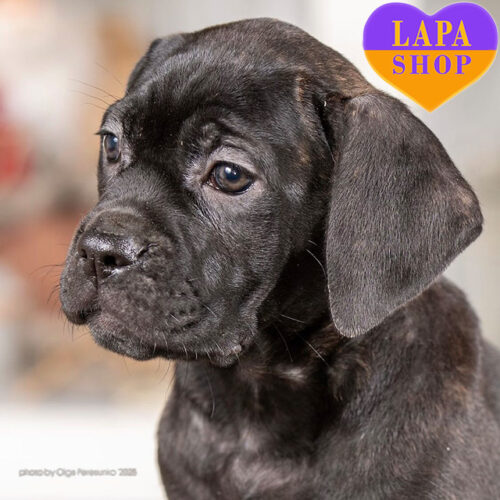 Cha Cha — Black Cane Corso Girl