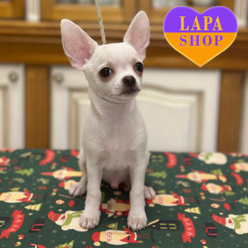 Кремовый короткошерстный мальчик породы чихуахуа