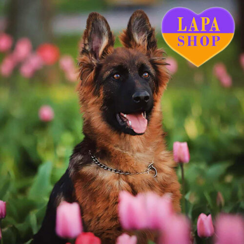 Девочка красавица Chilly породы немецкая овчарка длинношерстная